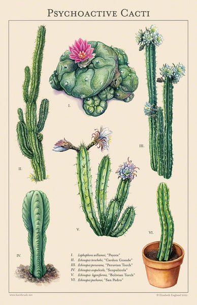 pothead succulent poster Psychoactive Cacti Poster – Pothead Books