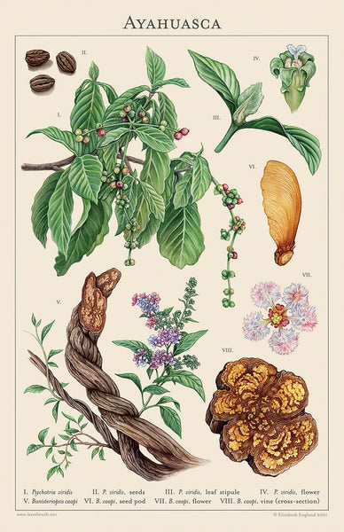 Ayahuasca Poster