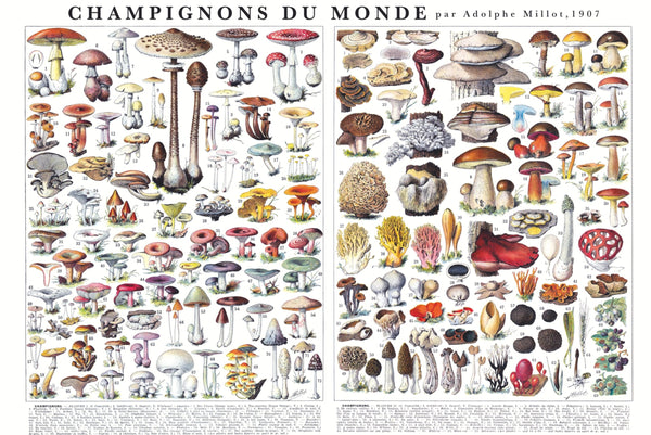 Champignons Du Monde Poster