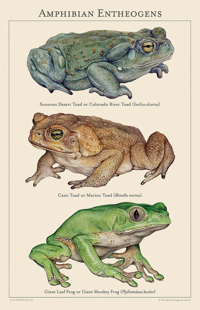 Amphibian Entheogens Poster